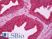 Anti-Alpha Tubulin Antibody (C-Terminus, clone 4G1) IHC-plus LS-B7076