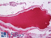 Anti-CFH / Complement Factor H Antibody (clone 63G5) IHC-plus LS-B7081