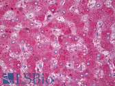 Anti-HP / Haptoglobin Antibody (clone 26E11) IHC-plus LS-B7083
