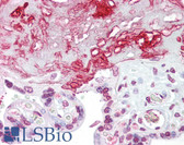 Anti-EZH2 Antibody (N-Terminus) IHC-plus LS-B7096