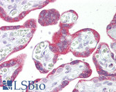 Anti-MSI2 Antibody (N-Terminus) IHC-plus LS-B7105