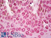 Anti-LMNA / Lamin A/C Antibody (Internal, clone EPR4100) IHC-plus LS-B7114