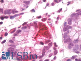 Anti-Serotonin Antibody IHC-plus LS-B7118