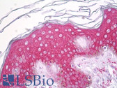 Anti-SERINC2 Antibody (aa341-390) IHC-plus LS-B7131