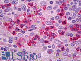 Anti-MPO / Myeloperoxidase Antibody IHC-plus LS-B7143