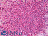 Anti-EP / DBI Antibody IHC-plus LS-B7148