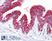 Anti-Cytokeratin 5+8 Antibody (clone RCK102) IHC-plus LS-B7162