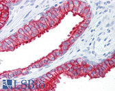 Anti-KRT8 / CK8 / Cytokeratin 8 Antibody (clone M20) IHC-plus LS-B7166