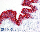 Anti-KRT18 / CK18 / Cytokeratin 18 Antibody (clone RCK106) IHC-plus LS-B7170