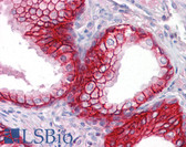 Anti-ESA / EPCAM Antibody (clone VU1D9) IHC-plus LS-B7176