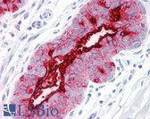 Anti-EMA / MUC1 Antibody (clone GP1.4) IHC-plus LS-B7177