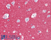 Anti-NCAM / CD56 Antibody (clone 123C3) IHC-plus LS-B7180