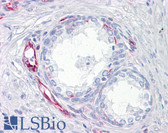 Anti-Vimentin Antibody (clone RV203) IHC-plus LS-B7191