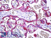 Anti-MFGE8 / MFG-E8 Antibody (clone B656M) IHC-plus LS-B7201