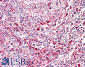 Anti-RGS19 Antibody (aa1-50) IHC-plus LS-B7209