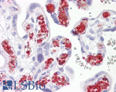 Anti-TBKBP1 Antibody (aa300-350) IHC-plus LS-B7210