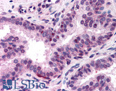 Anti-NFYA Antibody (N-Terminus) IHC-plus LS-B131