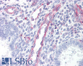 Anti-SDC4 / Syndecan 4 Antibody (aa1-50) IHC-plus LS-B7214