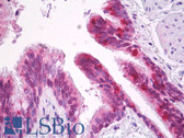 Anti-SOX2 Antibody (aa1-100) IHC-plus LS-B7221