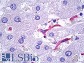 Anti-CD163 Antibody (clone MRQ-26) IHC-plus LS-B7224