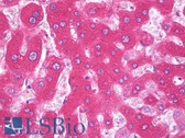 Anti-F9 / Factor IX Antibody IHC-plus LS-B7226