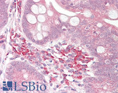 Anti-USP7 / HAUSP Antibody (aa1050-1100) IHC-plus LS-B7235