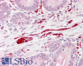 Anti-TMEM173 / STING Antibody (aa50-100) IHC-plus LS-B7237