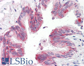 Anti-MSI1 / Musashi 1 Antibody (aa200-250) IHC-plus LS-B7245