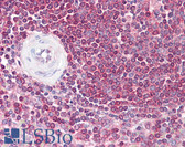 Anti-GFI1 Antibody (aa280-330) IHC-plus LS-B7250
