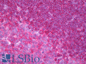Anti-CD79B Antibody (Intracellular, clone AT107-2) IHC-plus LS-B7276