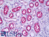 Anti-EMA / MUC1 Antibody (clone MH1) IHC-plus LS-B7291