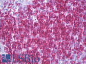 Anti-CD6 Antibody (clone MEM-98) IHC-plus LS-B7296