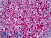 Anti-CR2 / CD21 Antibody (clone Bu32) IHC-plus LS-B7297