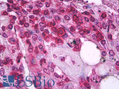 Anti-CD45RO Antibody (clone UCHL1) IHC-plus LS-B7300