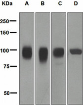 Anti-ALCAM / CD166 Antibody (Internal, clone EPR2759(2)) IHC-plus LS-B7321
