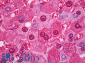 Anti-GAPDH Antibody (clone 1A10A10) IHC-plus LS-B7345