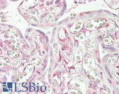 Anti-RARRES3 Antibody (aa124-136) IHC-plus LS-B7364