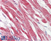 Anti-HAMP / Hepcidin Antibody (N-Terminus) IHC-plus LS-B7371