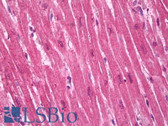 Anti-PPARG / PPAR Gamma Antibody (clone 8D1H8F4) IHC-plus LS-B7391