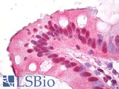 Anti-IDN3 / NIPBL Antibody (clone KT54) IHC-plus LS-B7392