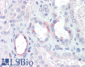 Anti-RHBG Antibody (Internal) IHC-plus LS-B7404