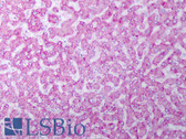 Anti-FGF2 / Basic FGF Antibody IHC-plus LS-B7410
