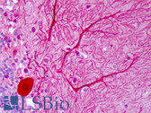 Anti-IGF-I / IGF1 Antibody IHC-plus LS-B7414