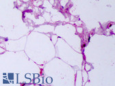 Anti-Adiponectin Antibody IHC-plus LS-B7429