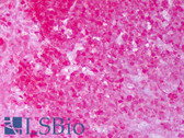 Anti-HSP90 / Heat Shock Protein 90 Antibody (clone H9010) IHC-plus LS-B7440
