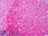 Anti-HSP90AA / HSP90 Alpha Antibody (clone Hyb-K41009) IHC-plus LS-B7441