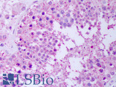 Anti-HSP90 / Heat Shock Protein 90 Antibody (clone AC-16) IHC-plus LS-B7442