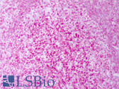 Anti-CD74 Antibody (clone PIN.1) IHC-plus LS-B7443