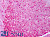 Anti-HSP90 Alpha+Beta Antibody (clone Hyb-K41220A) IHC-plus LS-B7444