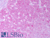 Anti-HSP90AA / HSP90 Alpha Antibody (clone 2G5.G3) IHC-plus LS-B7446